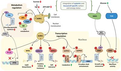 Turning the Knobs: The Impact of Post-translational Modifications on Carbon Metabolism